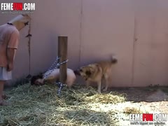 Animal sex as punish and humiliate slave mom tied to post and forced to take dog cock